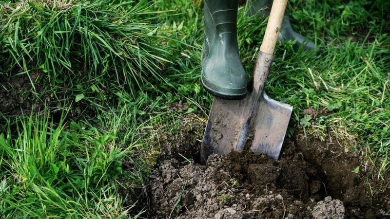 De beste tijd om fruitbomen te planten in de regio Moskou: planten in de lente of herfst?