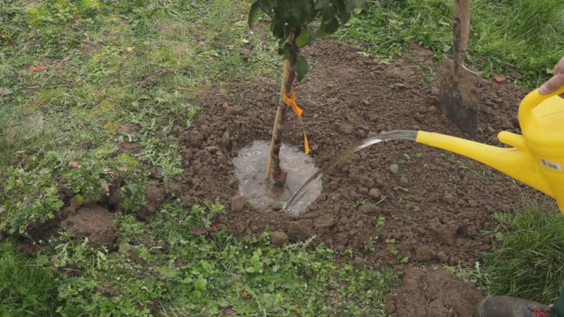 The best time to plant fruit trees in the Moscow region: plant in spring or autumn?