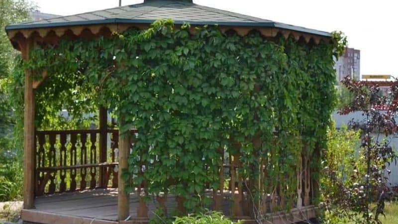 What types of canopies for grapes are there and how to make them yourself