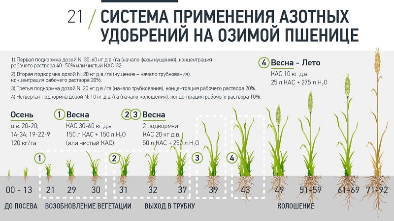 Kaj je foliarno hranjenje pšenice in katera gnojila se lahko uporabljajo za te namene