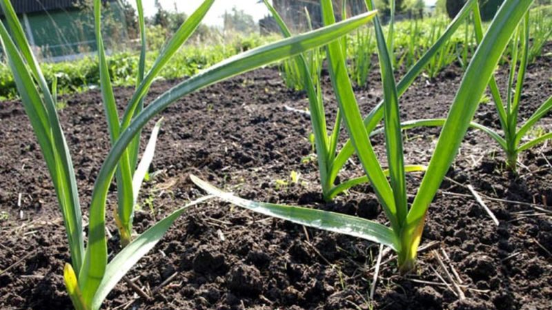 Apakah makanan gandum dengan daun dan baja apa yang boleh digunakan untuk tujuan ini