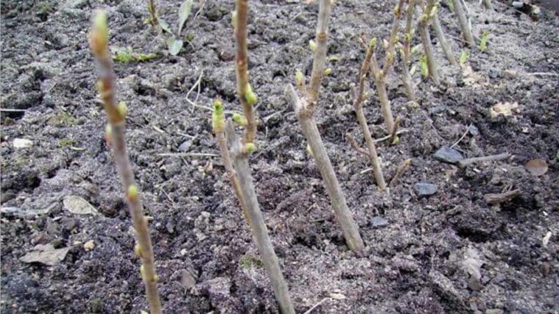 Cómo propagar adecuadamente las grosellas en primavera mediante esquejes para que echen raíces.