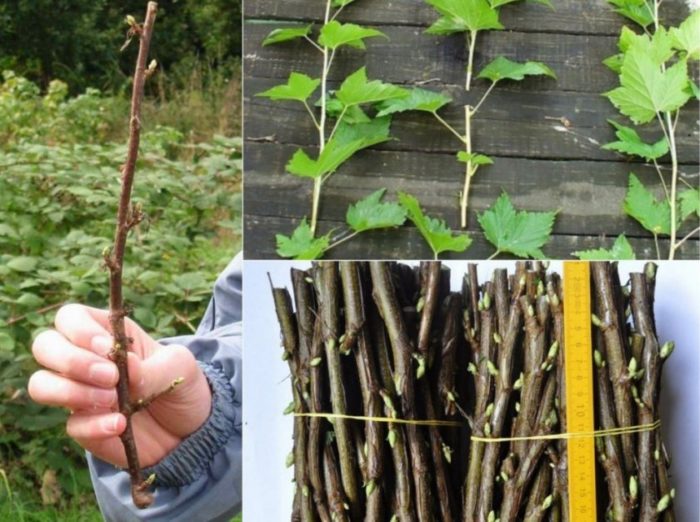 How to properly propagate currants in the spring by cuttings so that they take root