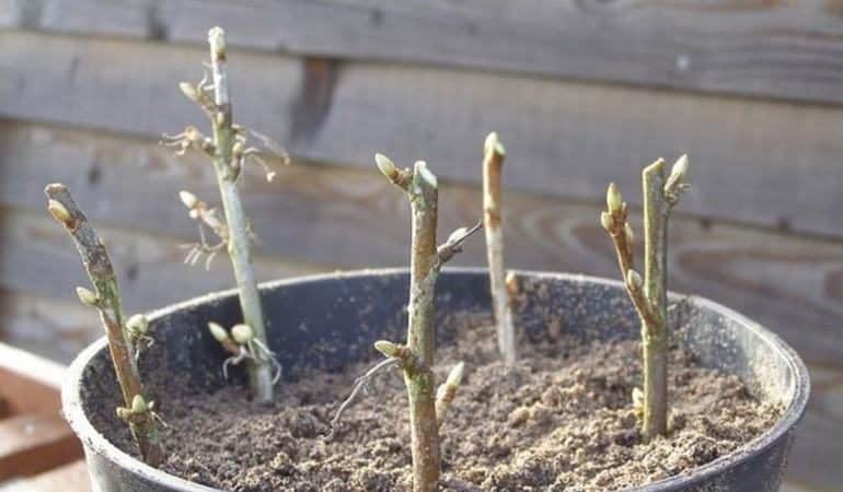 Come propagare correttamente il ribes in primavera per talea in modo che attecchiscano