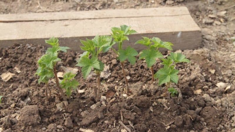 Cómo propagar adecuadamente las grosellas en primavera mediante esquejes para que echen raíces.