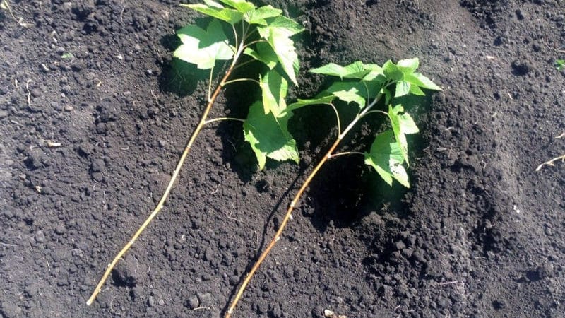 Cómo propagar adecuadamente las grosellas en primavera mediante esquejes para que echen raíces.