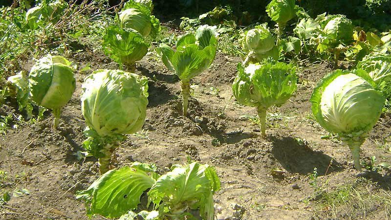 Ist es notwendig, Kohl zu düngen, um Köpfe zu bilden?