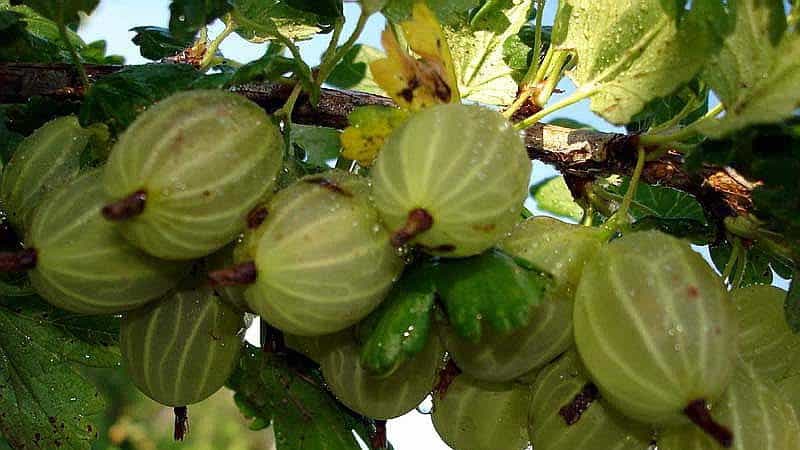 Sorten und Merkmale des Anbaus dornenloser Stachelbeeren