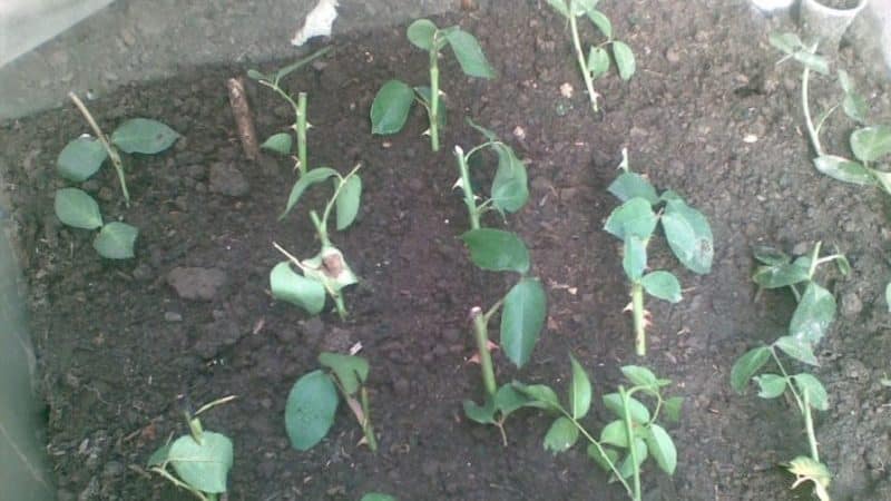 Maneres senzilles d'estalviar esqueixos de roses fins a la primavera i plantar-los correctament