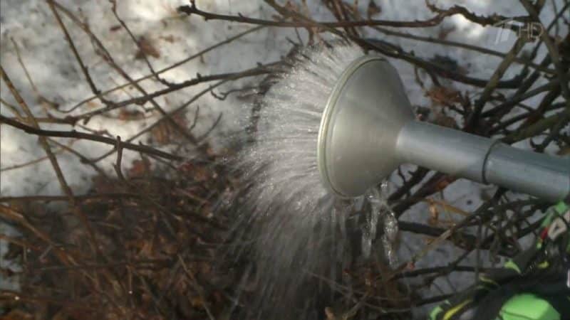 Life hack for gardeners: how to properly pour boiling water over currants in the spring and what it will give