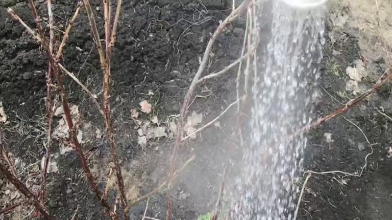 Lifehack voor tuinders: hoe je in de lente kokend water op de juiste manier over krenten giet en wat het zal opleveren