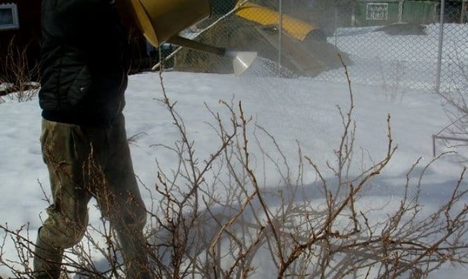 Life hack untuk tukang kebun: bagaimana dengan betul menuangkan air mendidih ke atas currant pada musim bunga dan apa yang akan diberikannya