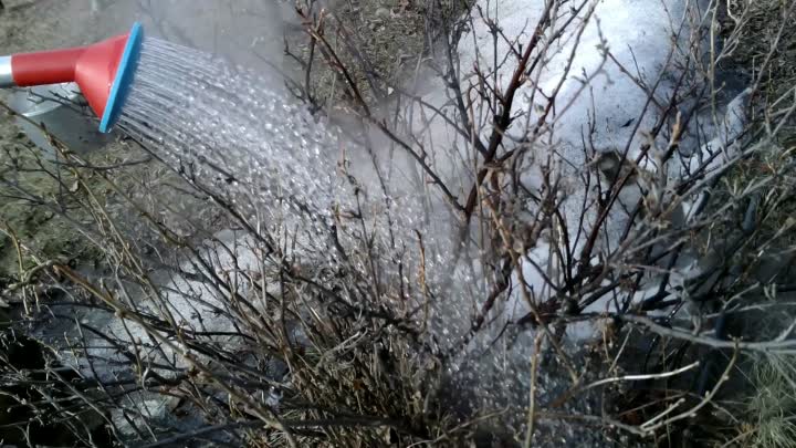 Lifehack voor tuinders: hoe je in de lente kokend water op de juiste manier over krenten giet en wat het zal opleveren