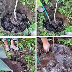 Instruktioner til begyndere gartnere: hvordan man planter et æbletræ om foråret