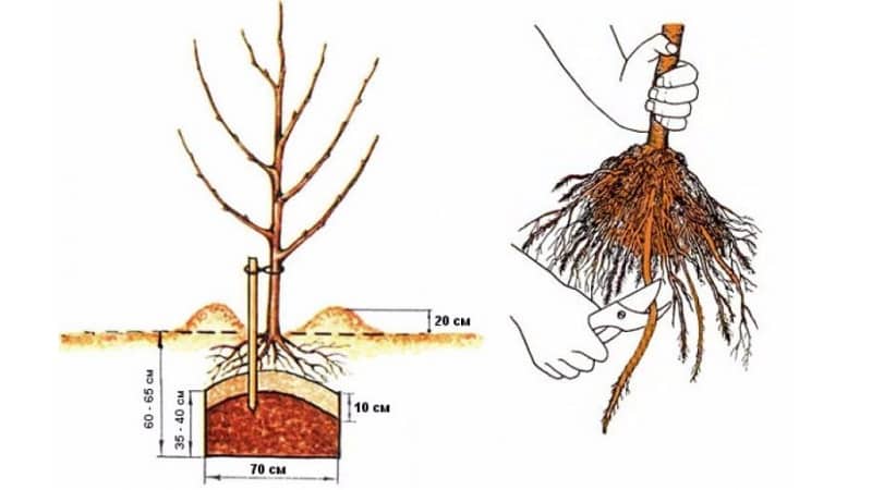 Instrucciones para jardineros principiantes: cómo plantar un manzano en primavera.