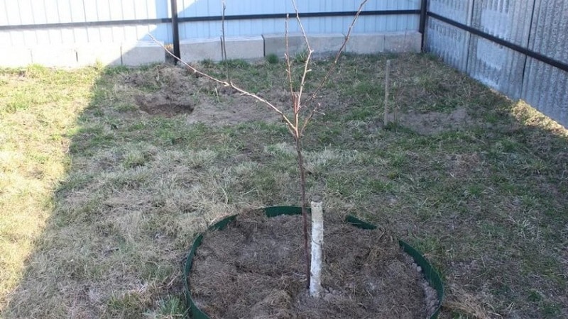 Instructions for beginner gardeners: how to plant an apple tree in the spring