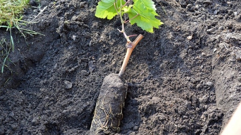 Hoe druiven op de juiste manier in de lente in de volle grond te planten