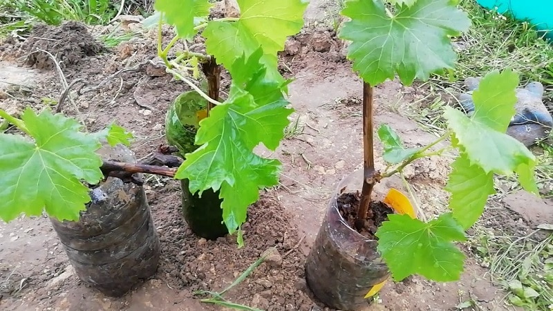 How to properly plant grapes in spring in open ground