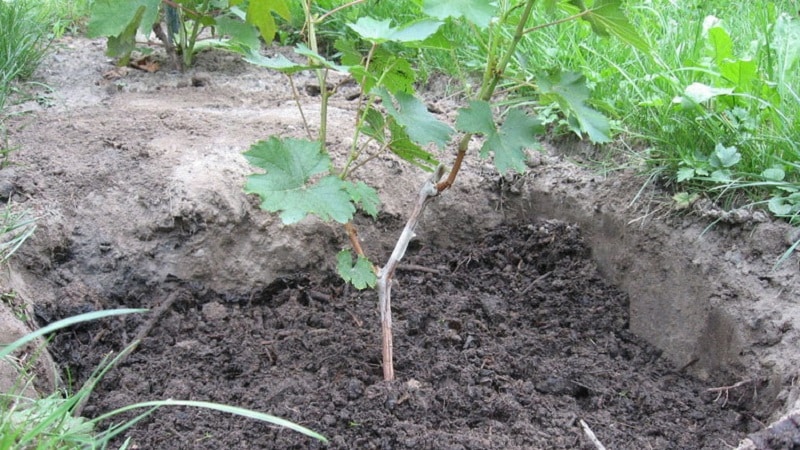 How to properly plant grapes in spring in open ground