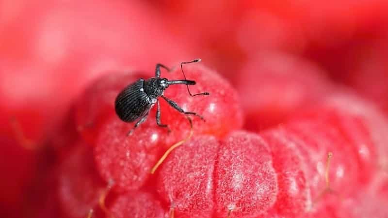 So pflegen Sie restliche Himbeeren im Herbst