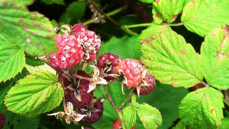 Instructions for treating raspberries in summer against diseases and pests