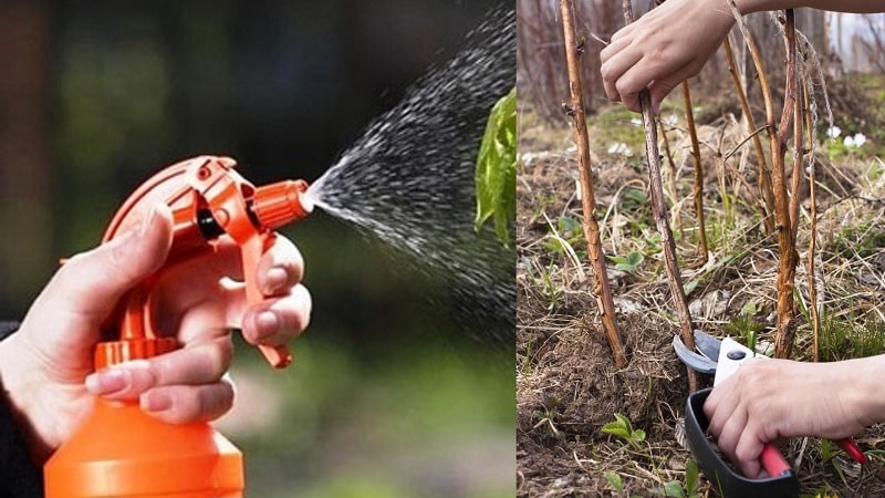 Instrucciones para tratar las frambuesas en verano contra enfermedades y plagas.