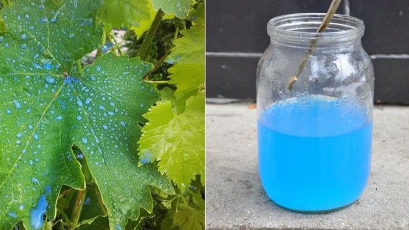 How to properly treat grapes with copper sulfate in the spring and why it is needed