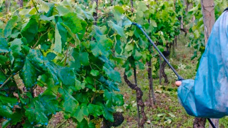 Come trattare correttamente l'uva con solfato di rame in primavera e perché è necessario