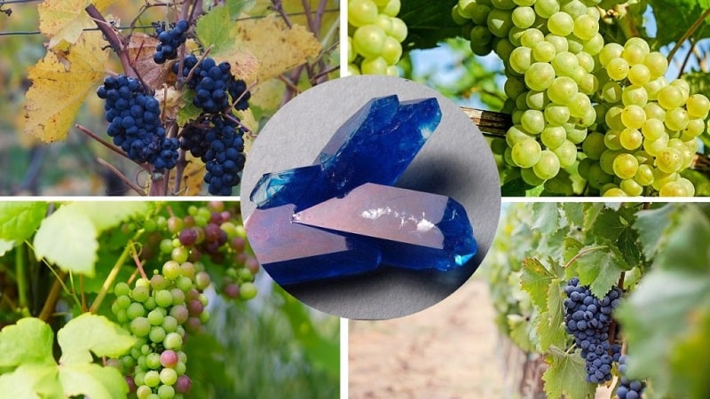 Cómo tratar adecuadamente las uvas con sulfato de cobre en primavera y por qué es necesario.