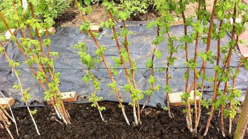 Schritt-für-Schritt-Anleitung zum richtigen Pflanzen von Himbeeren im Frühling für Gärtneranfänger