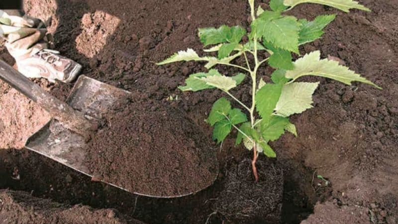 Schritt-für-Schritt-Anleitung zum richtigen Pflanzen von Himbeeren im Frühling für Gärtneranfänger