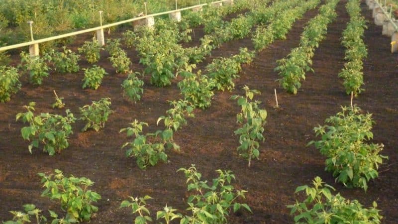 Schritt-für-Schritt-Anleitung zum richtigen Pflanzen von Himbeeren im Frühling für Gärtneranfänger