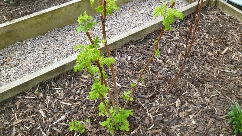 Schritt-für-Schritt-Anleitung zum richtigen Pflanzen von Himbeeren im Frühling für Gärtneranfänger