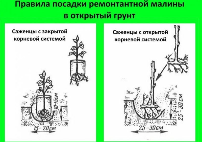 คำแนะนำทีละขั้นตอนเกี่ยวกับวิธีการปลูกราสเบอร์รี่ในฤดูใบไม้ผลิอย่างถูกต้องสำหรับชาวสวนมือใหม่