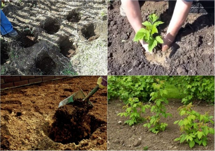 Schritt-für-Schritt-Anleitung zum richtigen Pflanzen von Himbeeren im Frühling für Gärtneranfänger