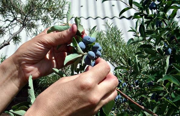 Ποικιλία μελισσόχορτου υψηλής απόδοσης ανθεκτική στον παγετό Moskovskaya 23