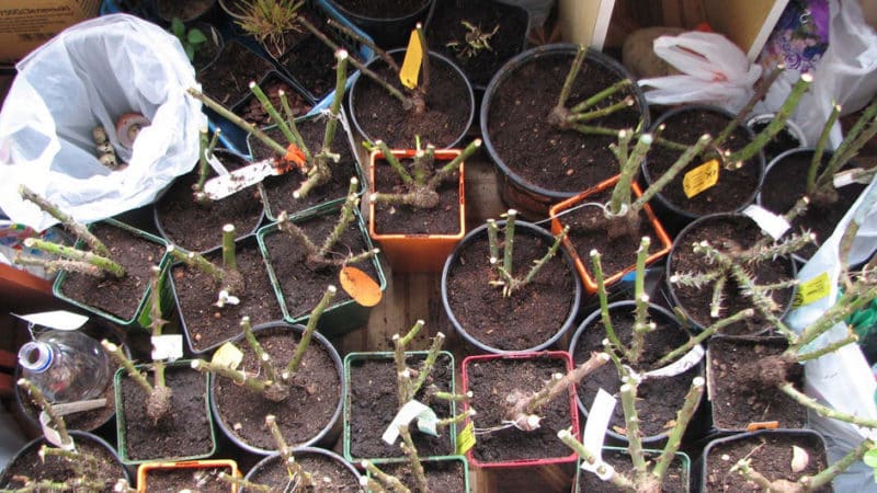 Maneres senzilles d'estalviar esqueixos de roses fins a la primavera i plantar-los correctament