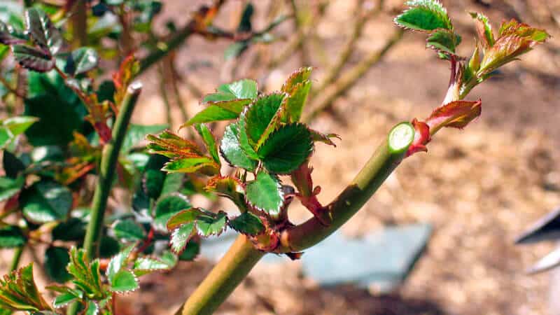 Ein Leitfaden für Gärtneranfänger: Wie man Rosen im Frühling pflegt