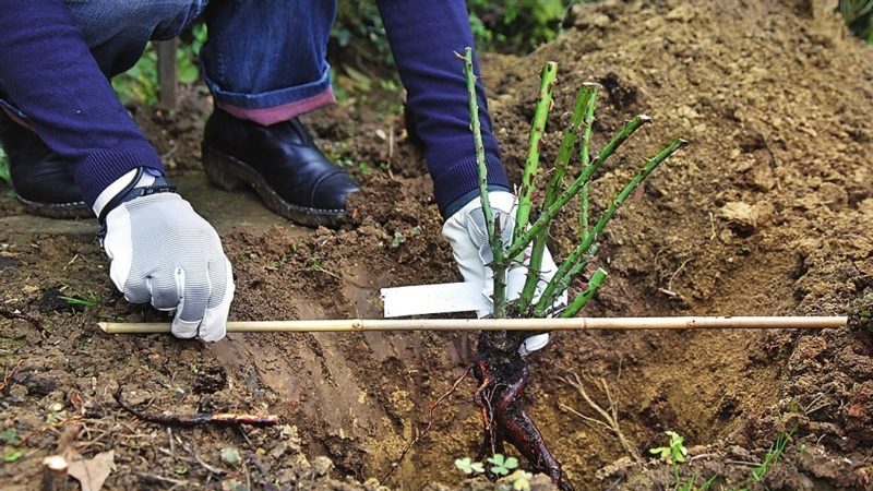 Ein Leitfaden für Gärtneranfänger: Wie man Rosen im Frühling pflegt