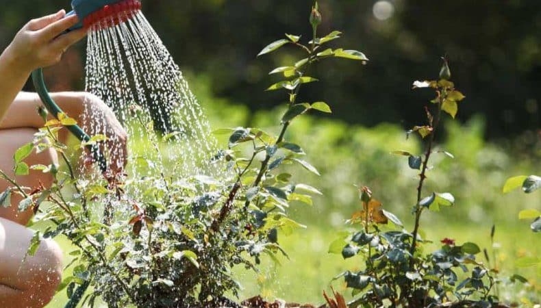 Ein Leitfaden für Gärtneranfänger: Wie man Rosen im Frühling pflegt