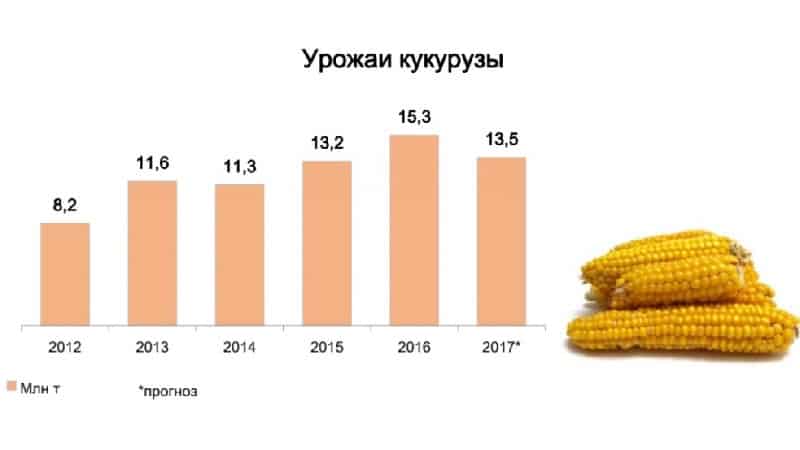 Jaký je výnos kukuřice na 1 hektar: průměr, vliv druhu odrůdy nebo hybridu a další faktory