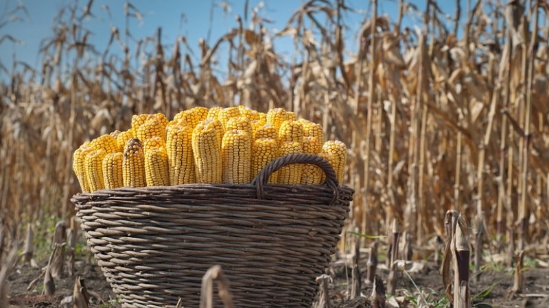 Cuál es el rendimiento de maíz por 1 hectárea: promedio, influencia del tipo de variedad o híbrido y otros factores