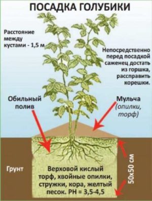 Ohjeet mustikan taimien istuttamiseen avoimeen maahan keväällä