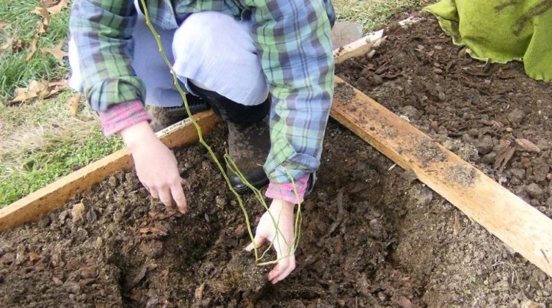 Instructies voor het planten van bosbessenzaailingen in de volle grond in de lente