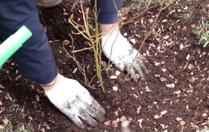 Instructies voor het planten van bosbessenzaailingen in de volle grond in de lente