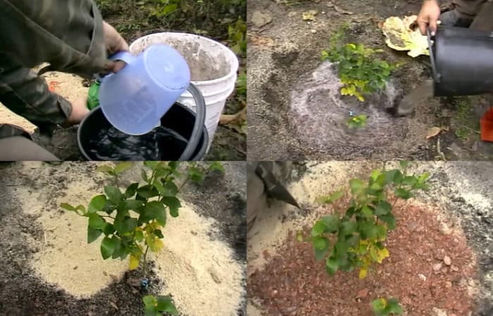 Instructies voor het planten van bosbessenzaailingen in de volle grond in de lente