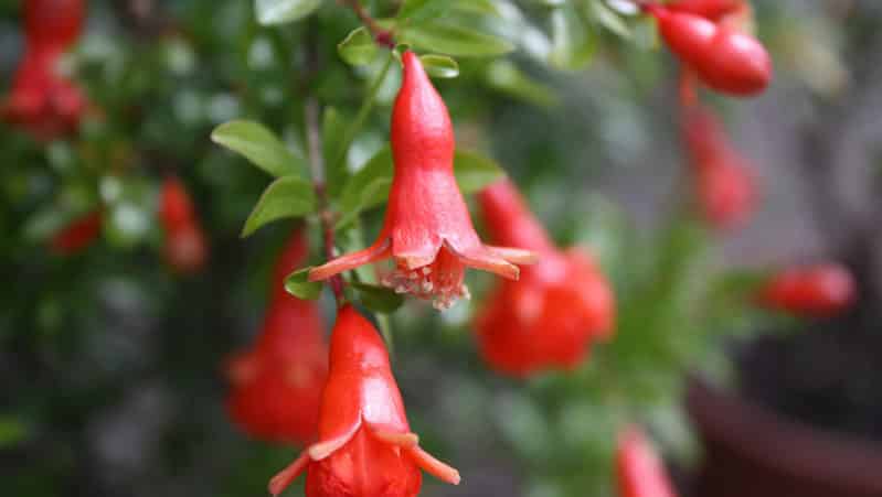 What does a pomegranate flower look like and how to care for a houseplant during flowering and fruiting