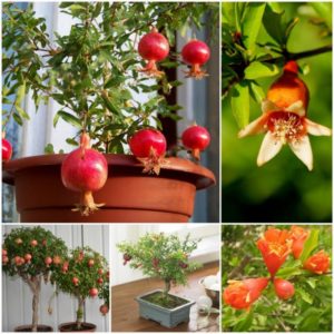 Hvordan ser en granatæbleblomst ud, og hvordan man plejer en stueplante under blomstring og frugtsætning