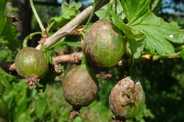 Què fer si les groselles es cobreixen amb una capa marró, com estalviar la collita