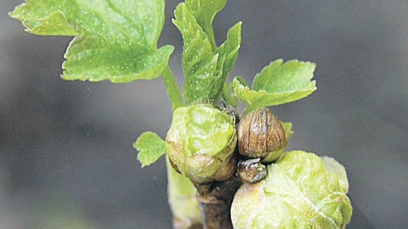 Kõige tõhusamad meetmed sõstarde pungade lesta vastu võitlemiseks kevadel